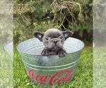 Small #1 French Bulldog