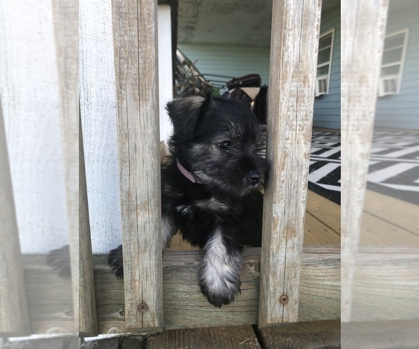Medium Photo #2 Schnauzer (Miniature) Puppy For Sale in MICHIGANTOWN, IN, USA