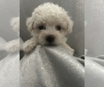 Small Photo #6 Bichon Frise Puppy For Sale in LIVERPOOL, NY, USA