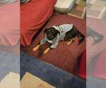 Small #1 Labrador Retriever Mix