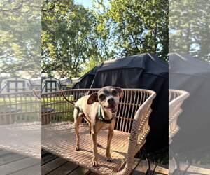 Chihuahua Dogs for adoption in St. Louis Park, MN, USA