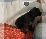 Small #6 Newfoundland