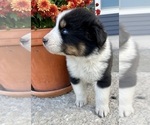 Small #4 Australian Shepherd