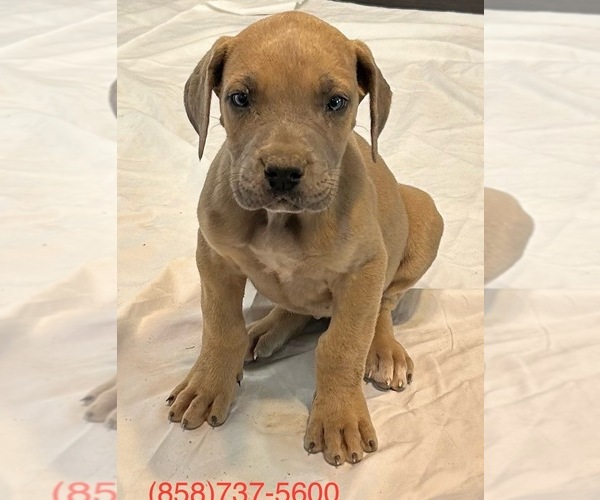 Medium Photo #4 Great Dane Puppy For Sale in CLANTON, AL, USA