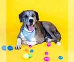 Small #2 Great Dane Mix
