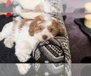 Cock-A-Poo-Shih Tzu Mix Puppy for Sale in TOWNSEND, Massachusetts USA
