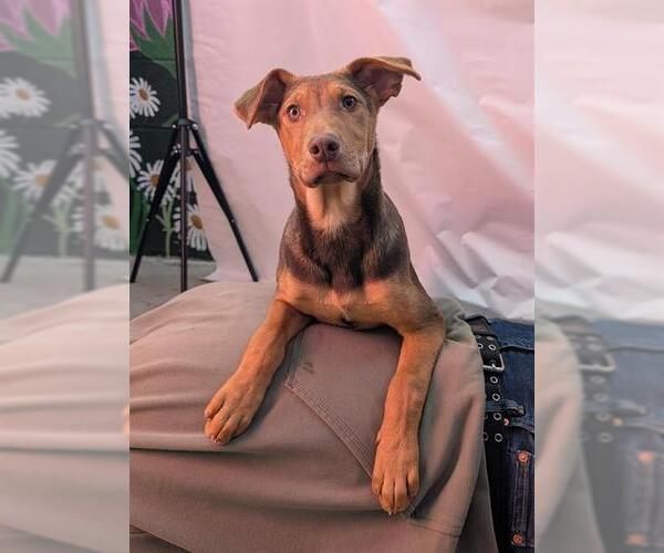 Medium Photo #1 German Shepherd Dog Puppy For Sale in Frisco, CO, USA