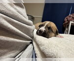 Small #1 American Staffordshire Terrier Mix