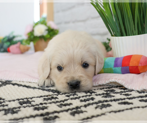Medium Photo #9 English Cream Golden Retriever Puppy For Sale in SYRACUSE, IN, USA