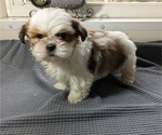 Puppy Draco Shih Tzu