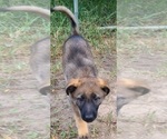 Small Photo #11 German Shepherd Dog Puppy For Sale in SUGAR LAND, TX, USA