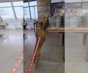 Italian Greyhuahua Dogs for adoption in Andover, MN, USA