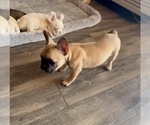 Small #6 French Bulldog