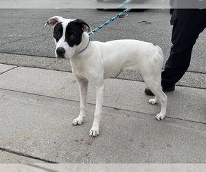 Mutt Dogs for adoption in Rancho Cucamonga, CA, USA