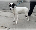 A781566 - Female Mutt Dog for Adoption - Small photo