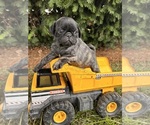 Small #3 Pug