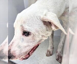 Mutt Dogs for adoption in Houston, TX, USA