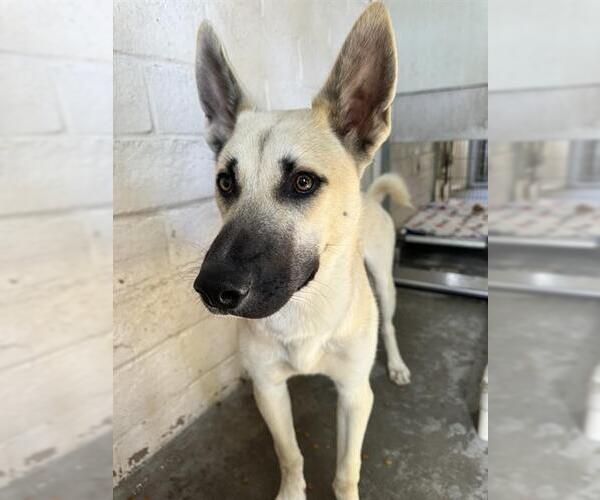 Medium Photo #1 German Shepherd Dog Puppy For Sale in Santa Barbara, CA, USA