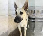 Small German Shepherd Dog