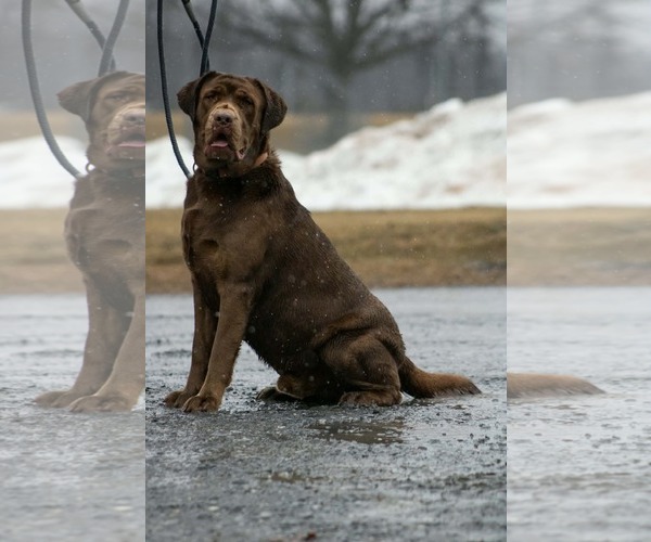 Medium Photo #2 Labrador Retriever Puppy For Sale in Rustburg, VA, USA