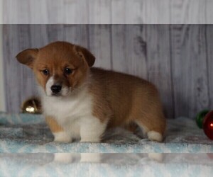 Pembroke Welsh Corgi Puppy for sale in FREDERICKSBG, OH, USA
