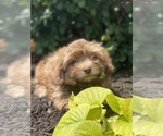 Small #4 Havanese