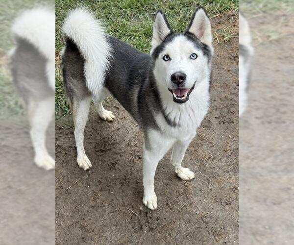 Medium Photo #1 Siberian Husky Puppy For Sale in Riverside, CA, USA