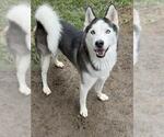 TANNER - Male Siberian Husky Dog for Adoption - Small photo