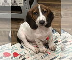 Small #2 Bagle Hound