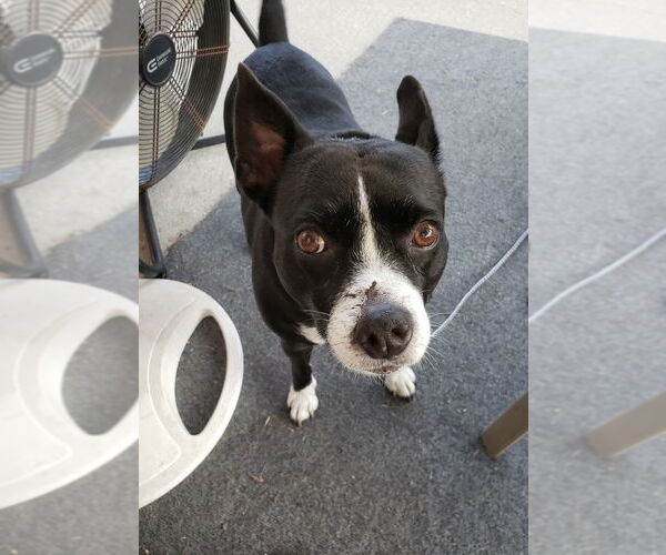 Medium Photo #2 Boston Huahua Puppy For Sale in Sanford, FL, USA