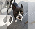 Small #1 Boston Huahua