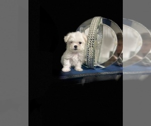 Maltese Puppy for sale in HIALEAH GARDENS, FL, USA