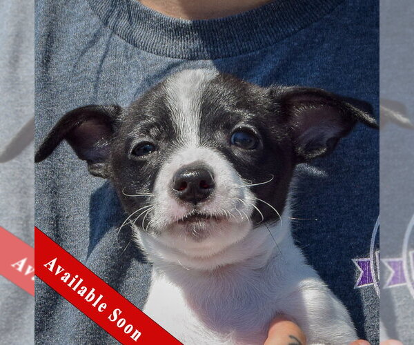 Medium Photo #1 Jack-Rat Terrier Puppy For Sale in Huntley, IL, USA