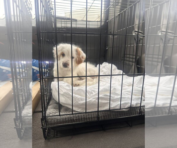 Medium Photo #6 Poodle (Miniature)-Unknown Mix Puppy For Sale in Escondido, CA, USA
