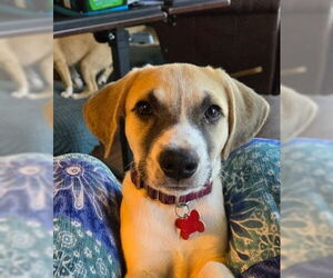 Beagle-Black Mouth Cur Mix Dogs for adoption in Boston, MA, USA