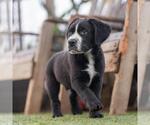 Small #2 Labrador Retriever Mix