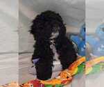 Puppy TOMMY Cockapoo