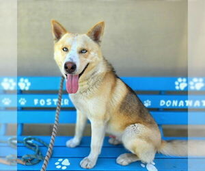 Siberian Husky-Unknown Mix Dogs for adoption in Long Beach, CA, USA