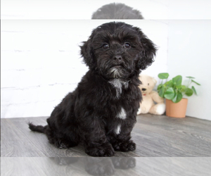 ShihPoo Puppy for sale in RED LION, PA, USA