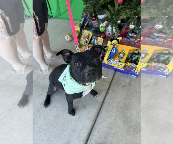 Medium Photo #1 Staffordshire Bull Terrier-Unknown Mix Puppy For Sale in Chandler, AZ, USA