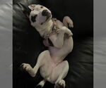 Small #1 American Staffordshire Terrier Mix