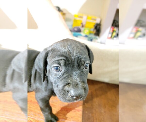 Medium Photo #5 Cane Corso Puppy For Sale in WOODLAND, WA, USA