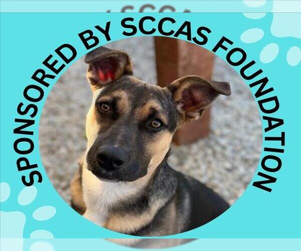 Medium Photo #3 German Shepherd Dog-Unknown Mix Puppy For Sale in Santa Cruz, CA, USA