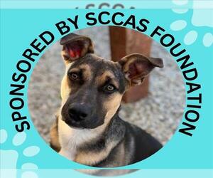 BRUNO* - Male German Shepherd Dog-Unknown Mix Dog for Adoption - Photo #3