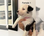 Puppy Female 1 Border-Aussie