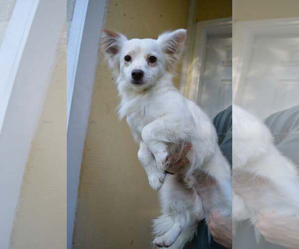 Medium Photo #1 Jack Russell Terrier-Papillon Mix Puppy For Sale in Arlington, WA, USA
