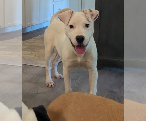 Medium Photo #8 Mutt Puppy For Sale in Boston, MA, USA