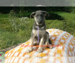 Small #4 German Shepherd Dog