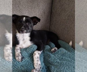 Jack Chi Dogs for adoption in NEWFANE, NY, USA