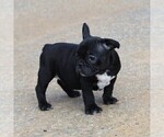 Small Photo #7 Faux Frenchbo Bulldog Puppy For Sale in GORDONVILLE, PA, USA